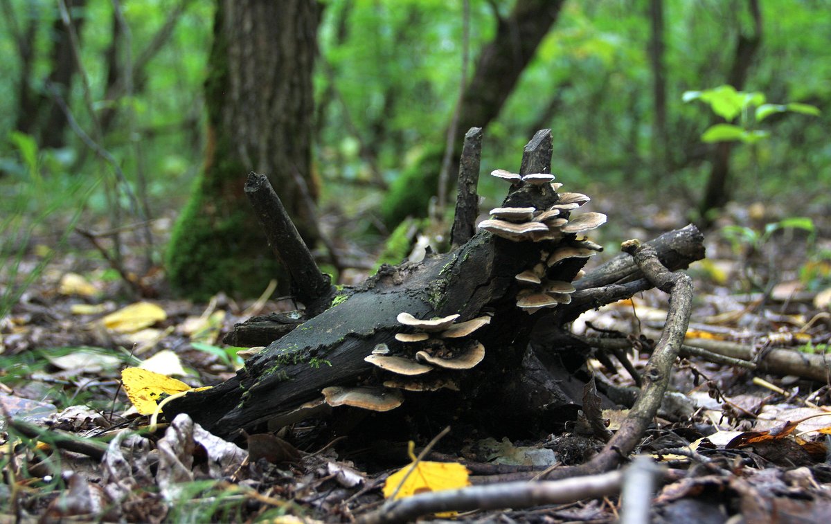 Древесный гриб - Marina Pelymskaya