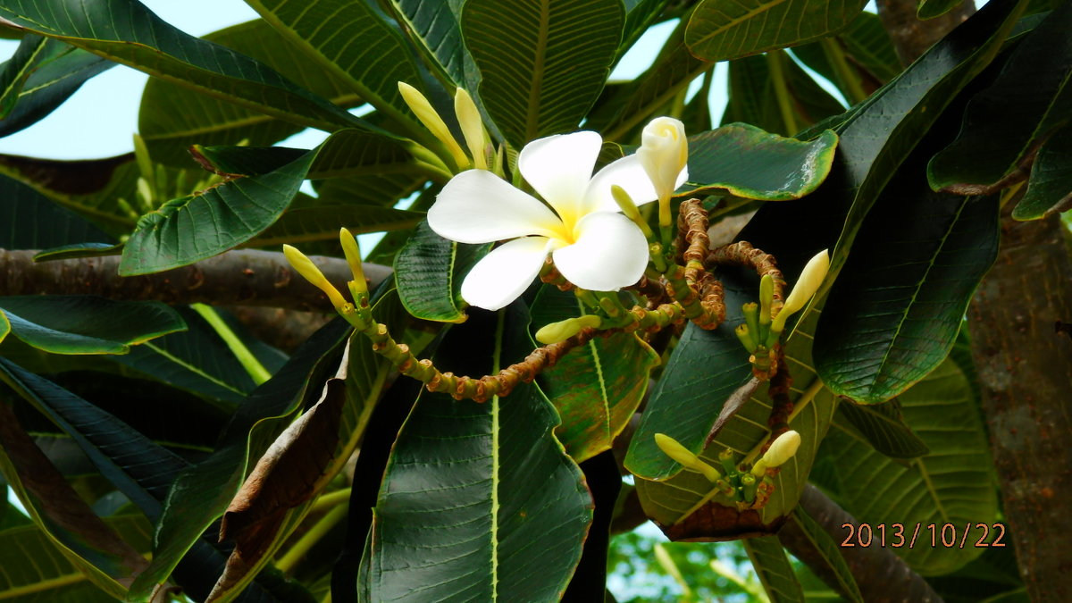 цветки манго - Таня 