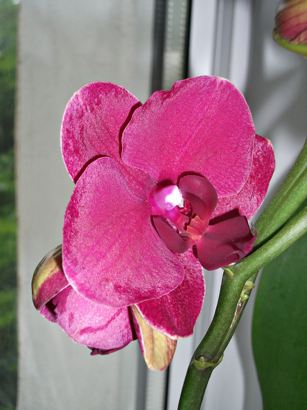 Орхидея - Валерия 
