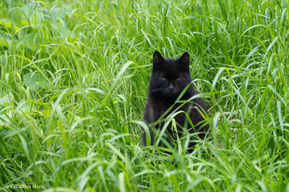 А покормить? - Мария Какоткина