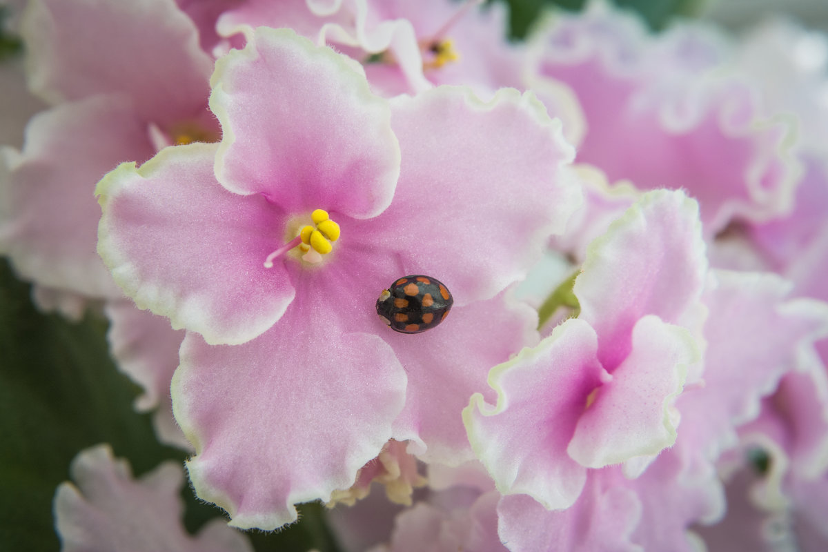 Violets and ladybird - Sergey Oslopov 
