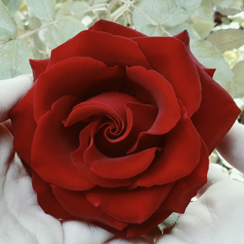 Роза - Адриа 