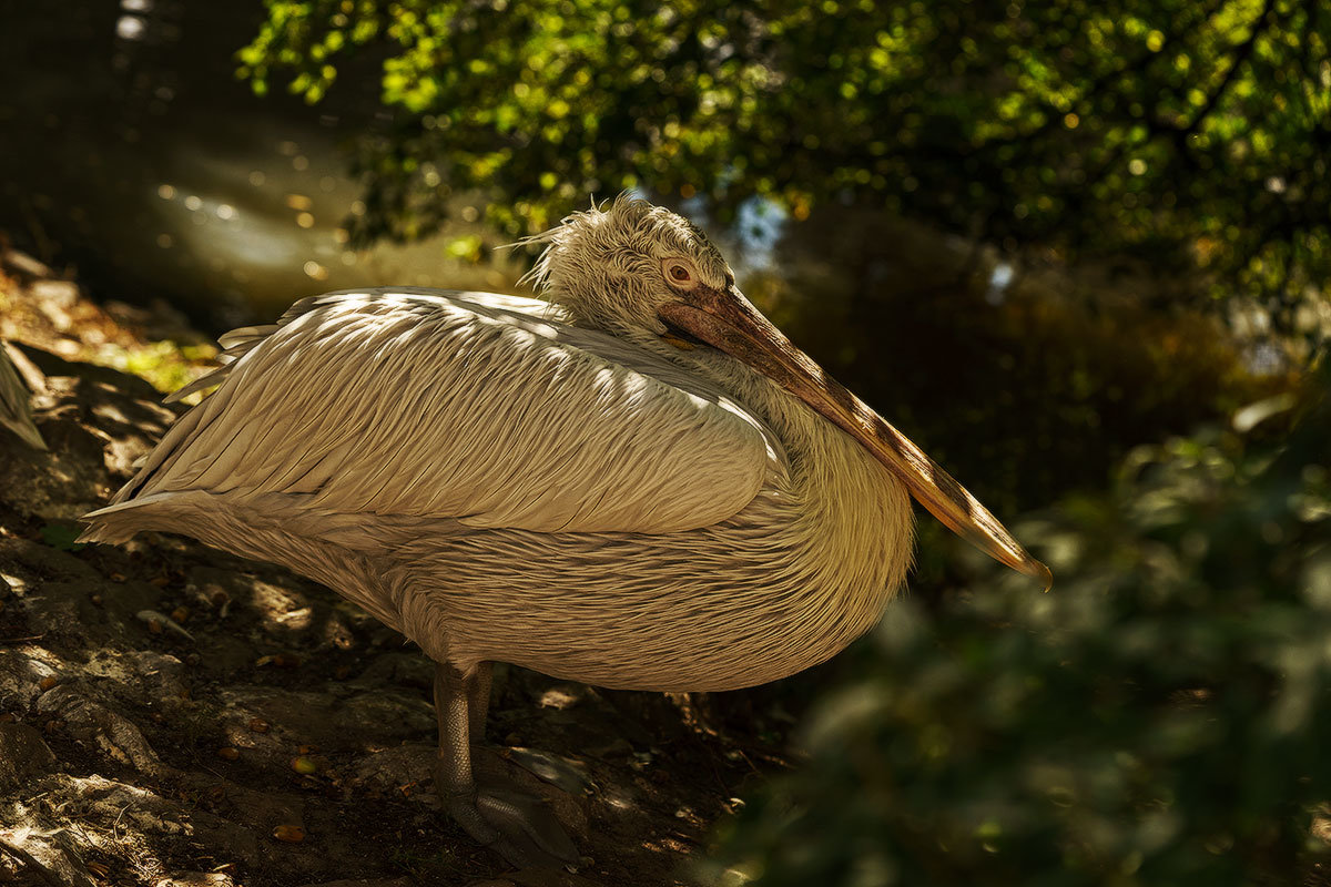 Кудрявый пеликан - Оксана Лада