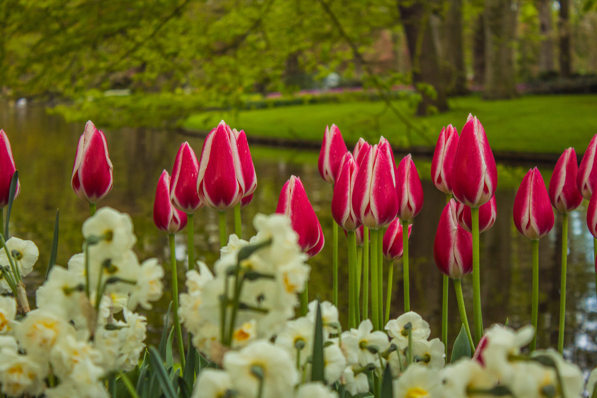 Keukenhof park - Юрий Ващенко