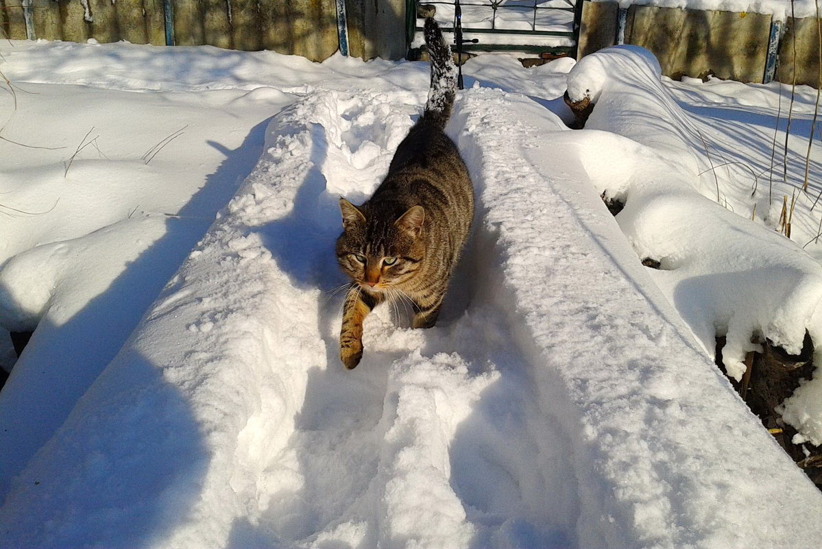 кот и прошлогодний снег - Галина Pavel