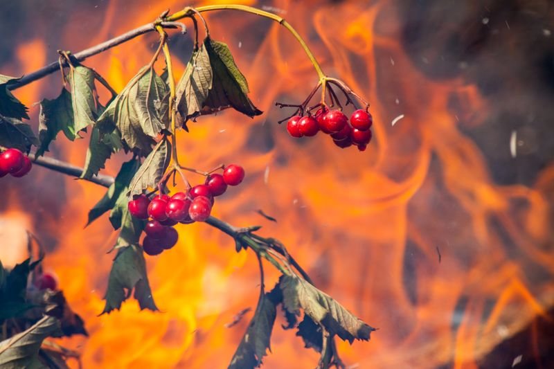 viburnum red in the fire - Максим Миронов