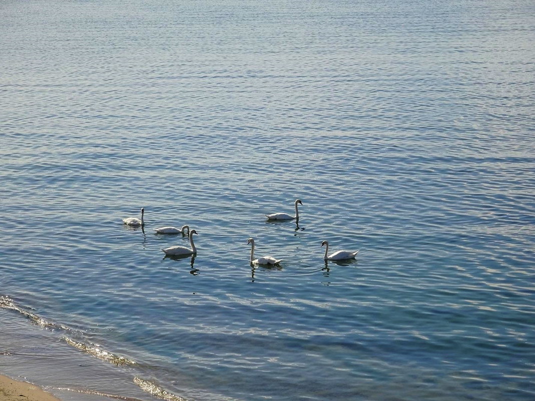 Лебеди на море - Маргарита Батырева