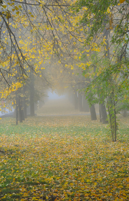 Туман в осеннем парке - Сергей Тагиров