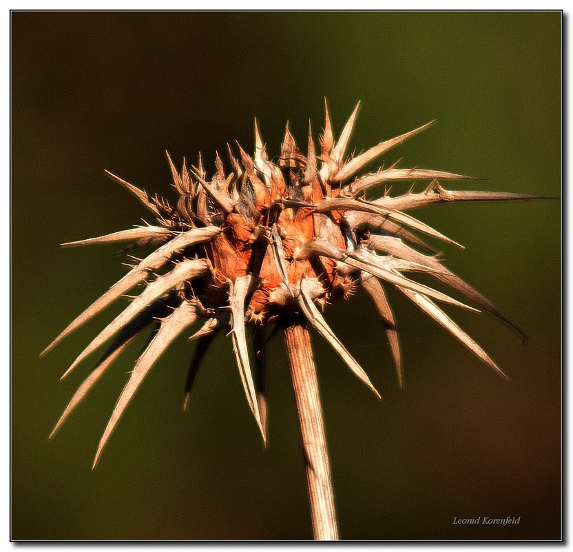 *** - Leonid Korenfeld