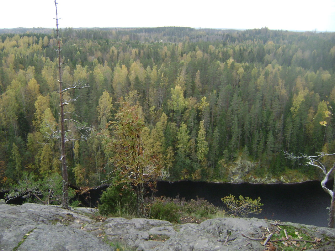 Леса Финляндии - Марина Домосилецкая