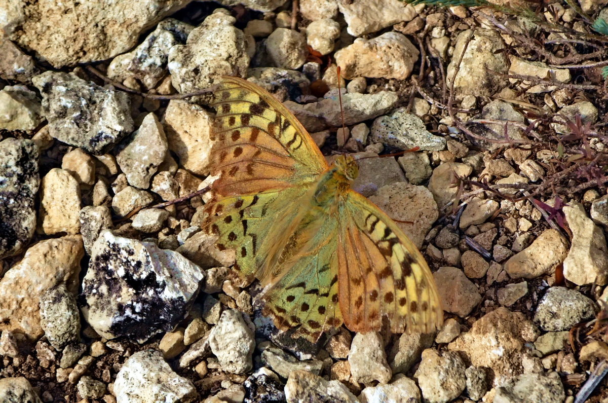 Осенняя бабочка - Ольга Голубева