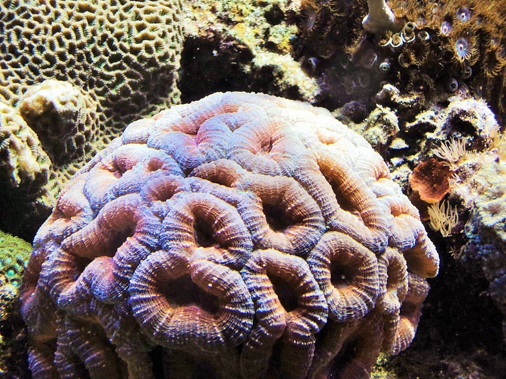 кораллы - kuta75 оля оля