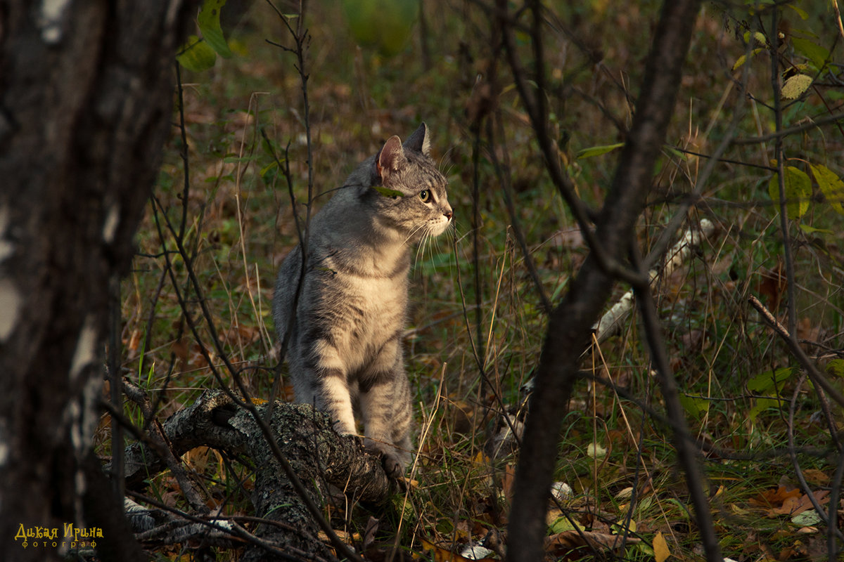 Осенний кот - Ирина Дикая