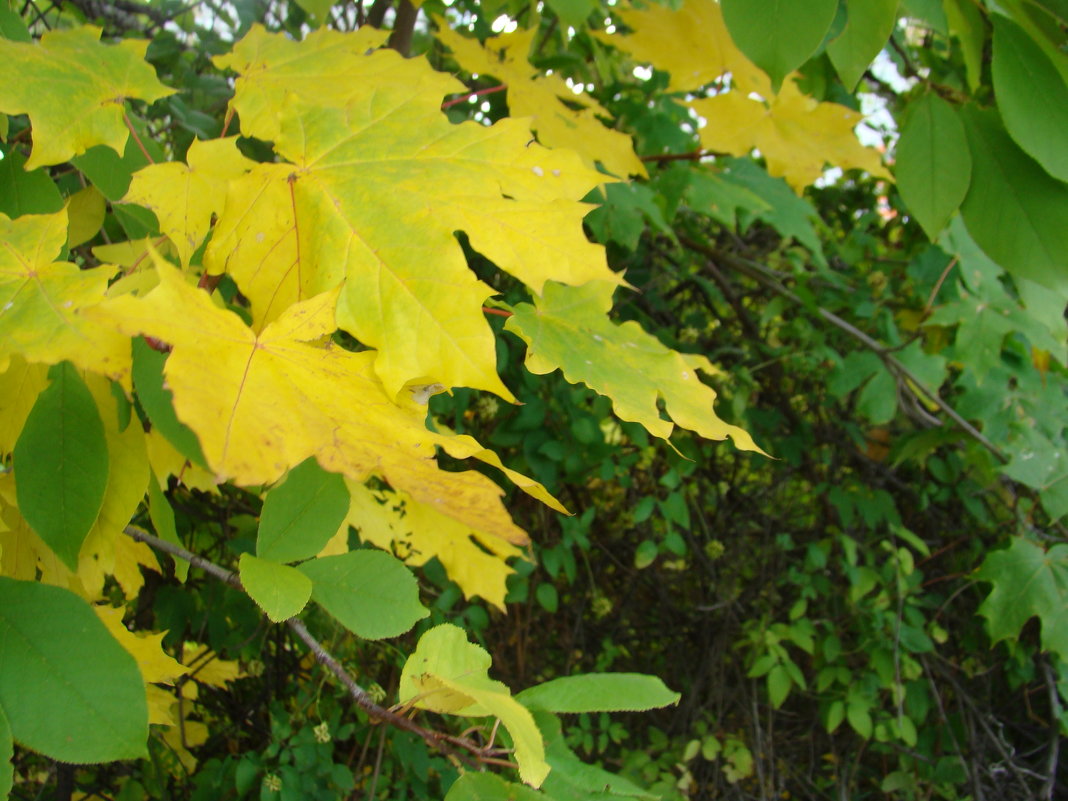 Осенние листья - марина ковшова 