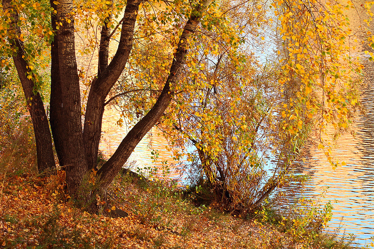 Осень шагает по берегам реки - Екатерина Торганская