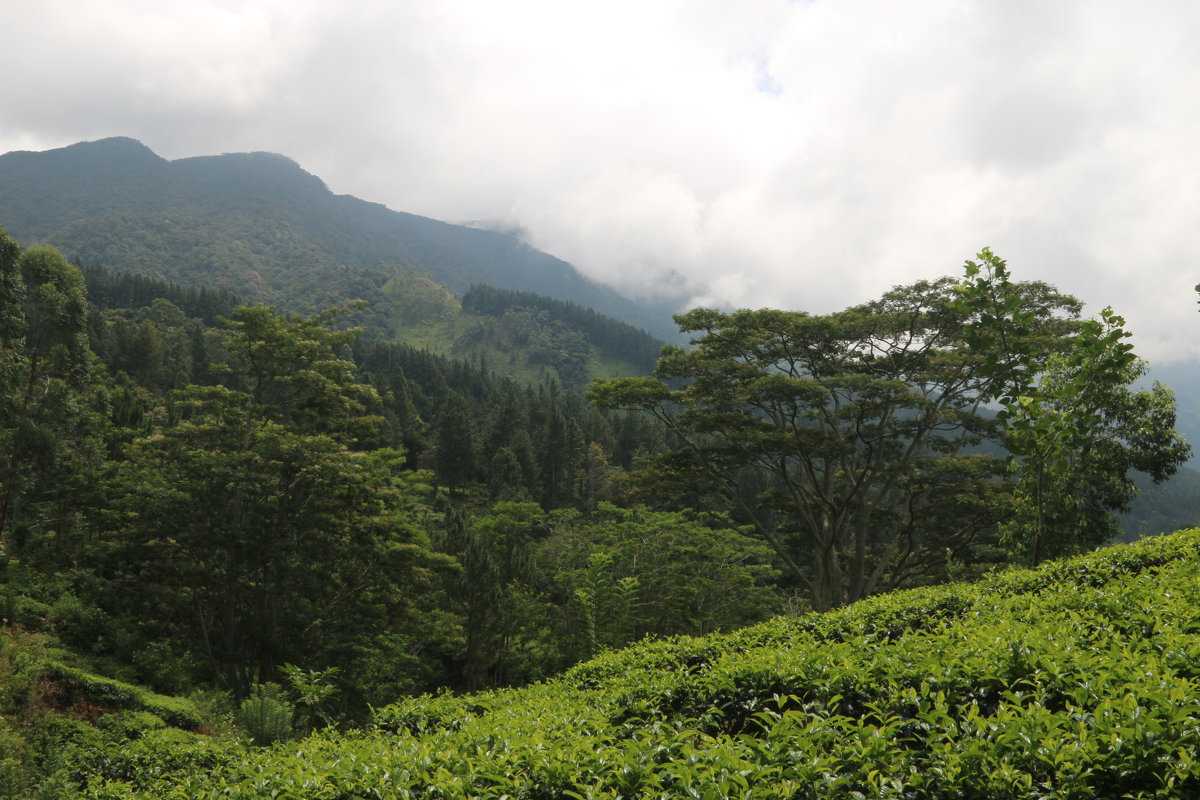 Sri-Lanka - Андрей 