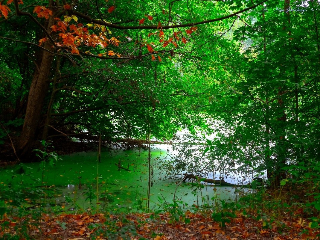 Hamburg.  Aussenmühlenteich - Nina Yudicheva