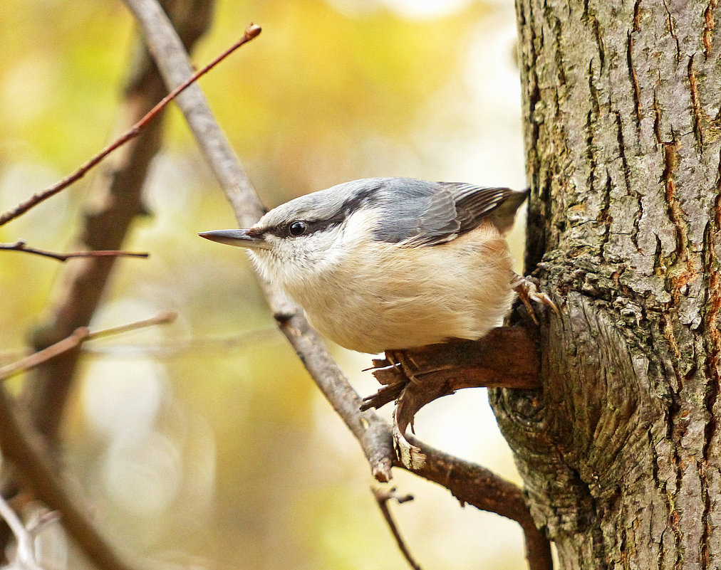 Angry bird -:))) - Александр Запылёнов