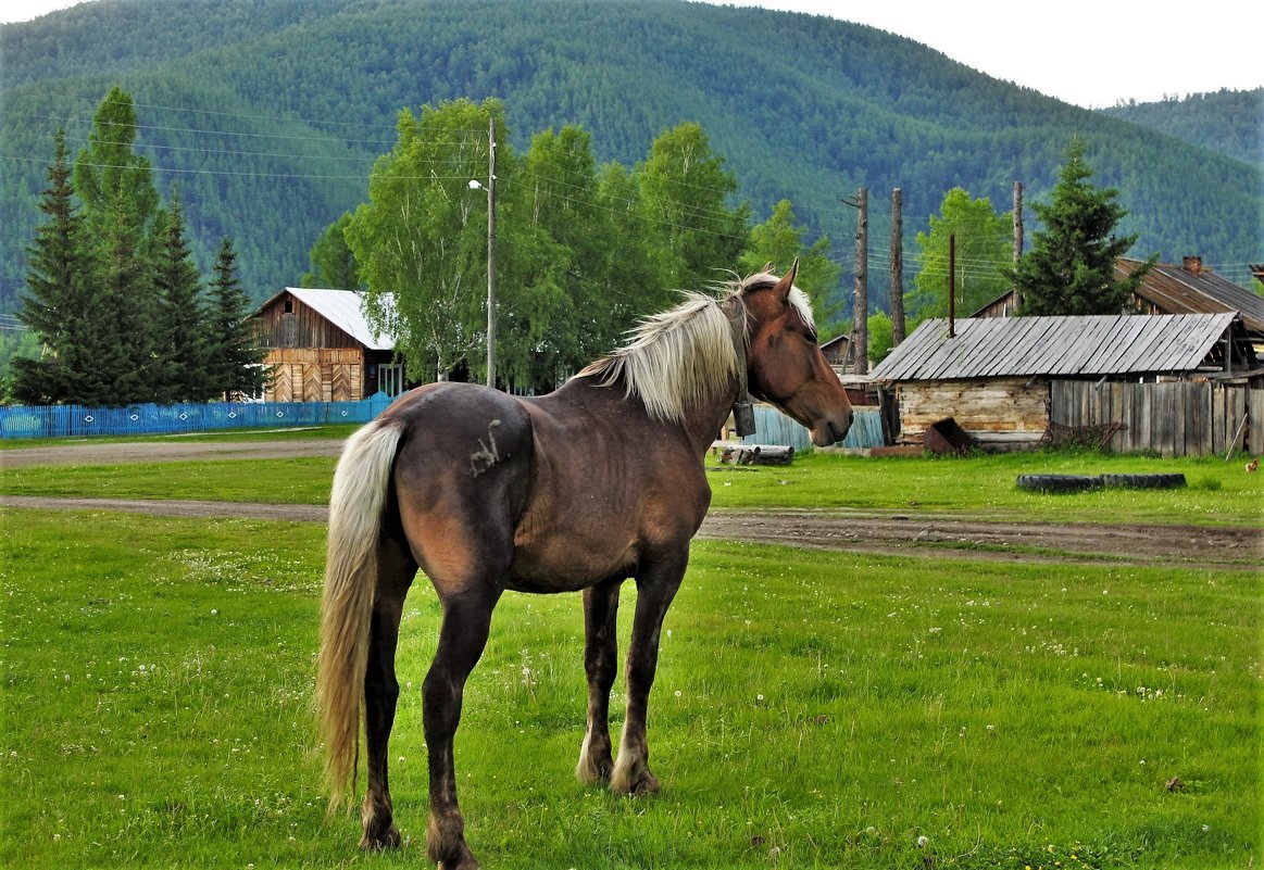 Выйду на улицу, гляну на село... - Сергей Чиняев 