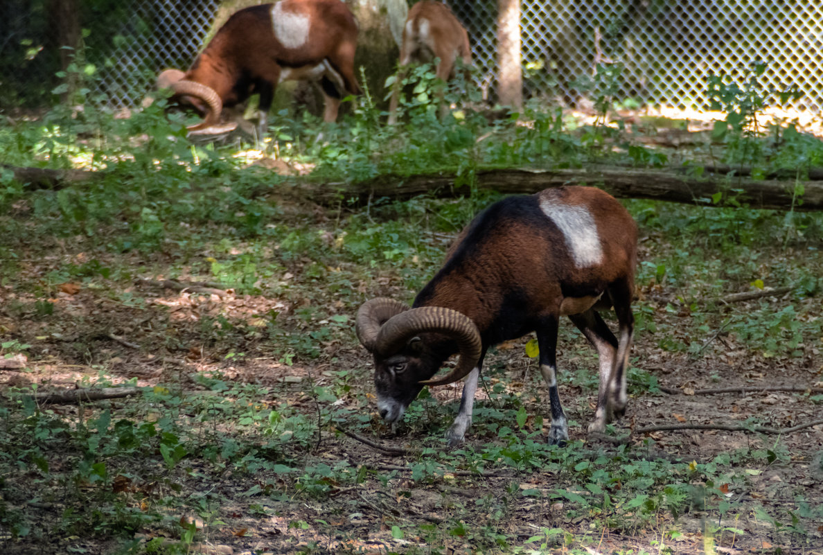 Wildpark, Düsseldorf - Witalij Loewin