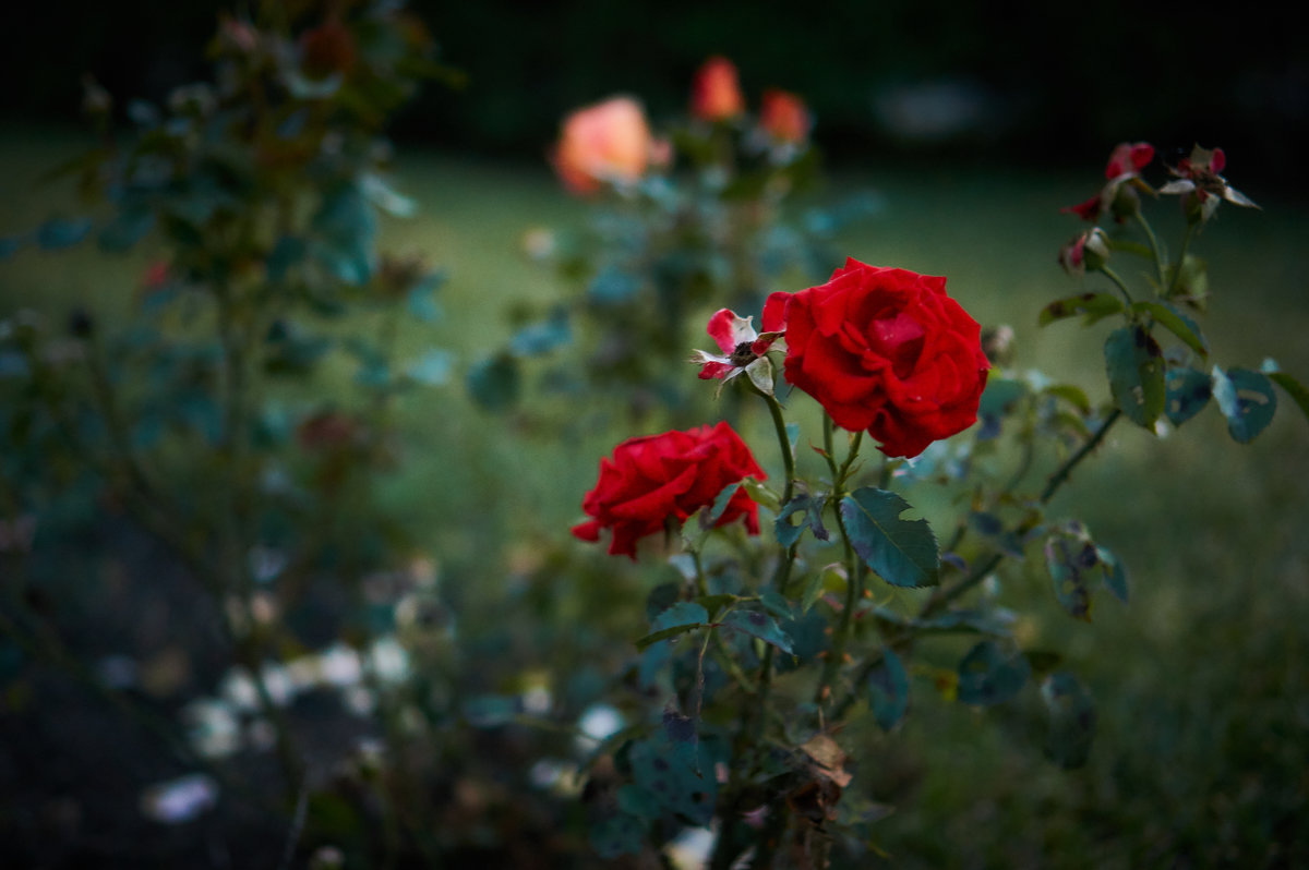 увядающие цветы - Михаил Фролов
