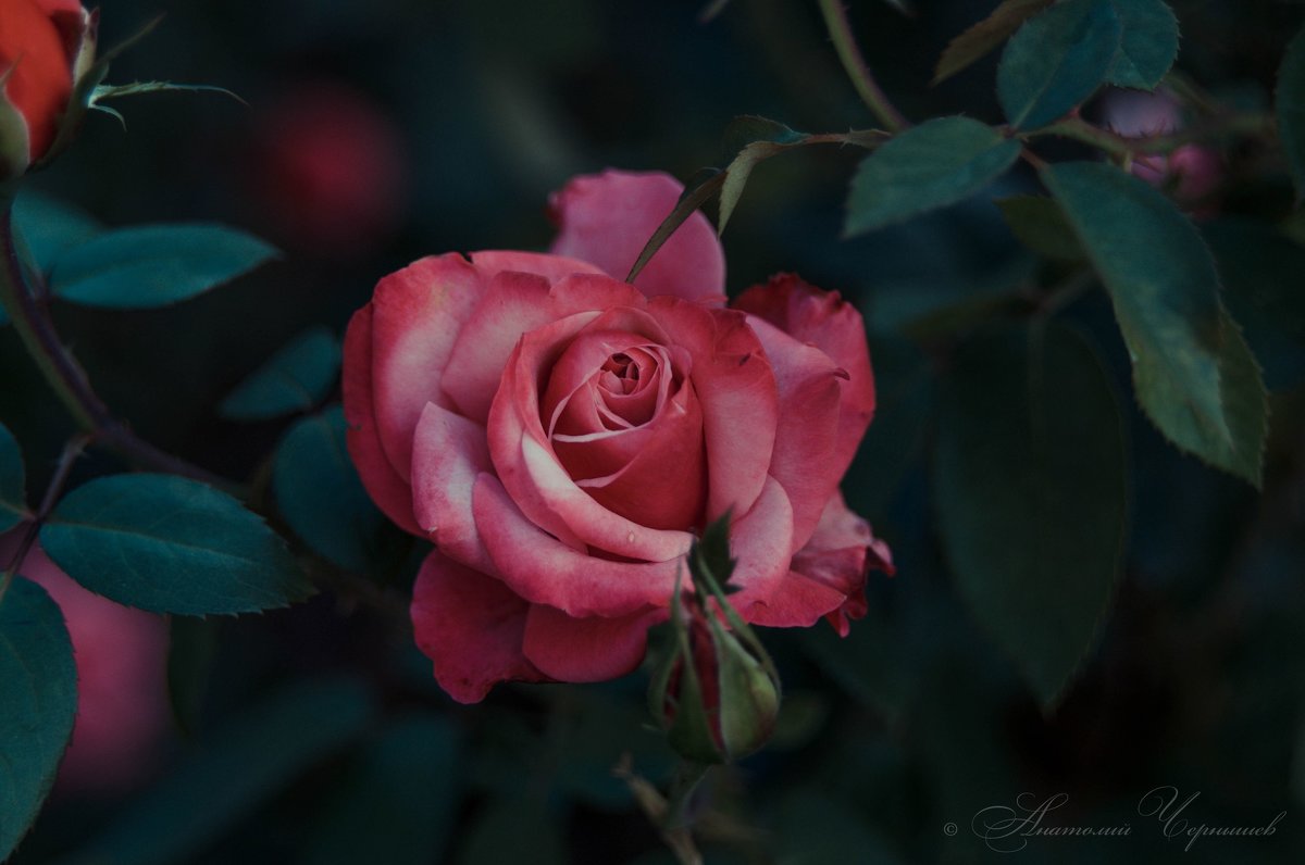 роза - Анатолий Чернышев