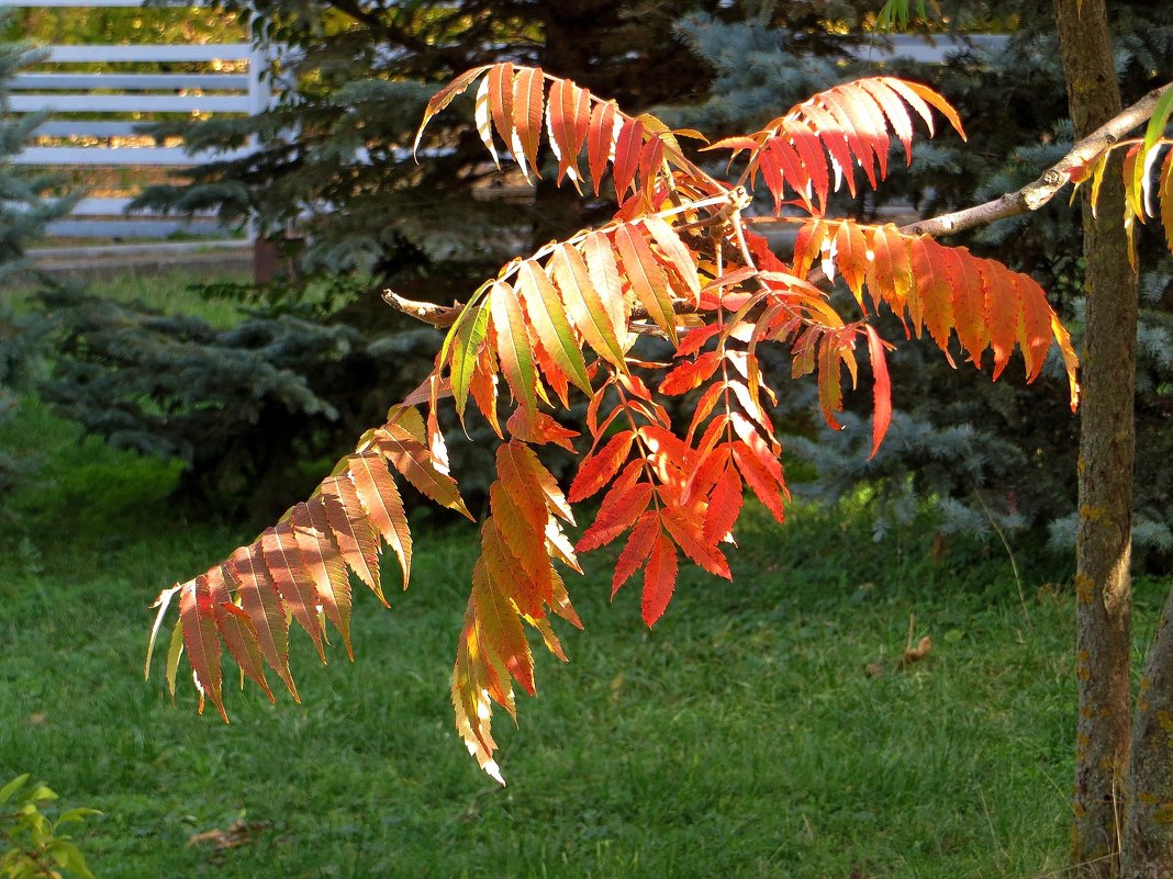 Осенние листья сумаха - Татьяна Смоляниченко