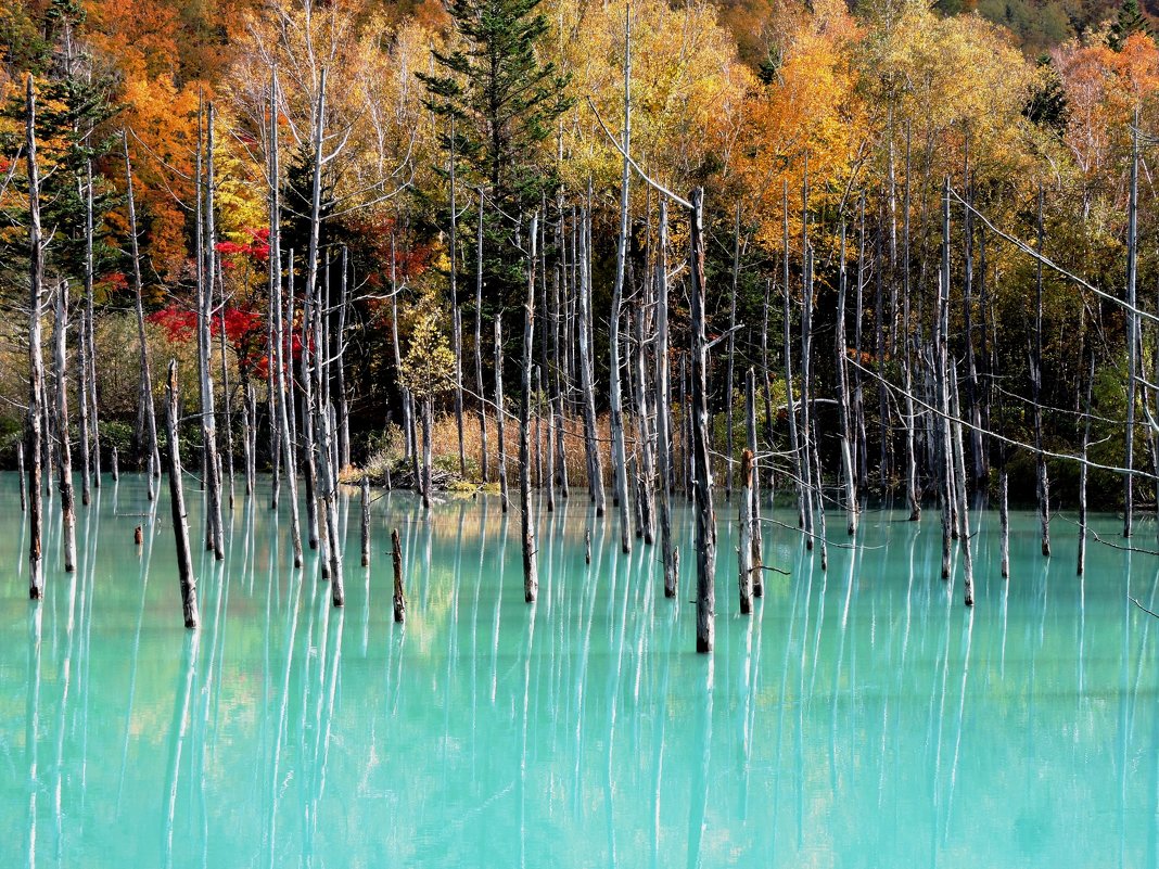 Япония. Хоккайдо, Голубой пруд Биэй (Blue Pond Biei) :: Tatiana Belyatskaya  – Социальная сеть ФотоКто