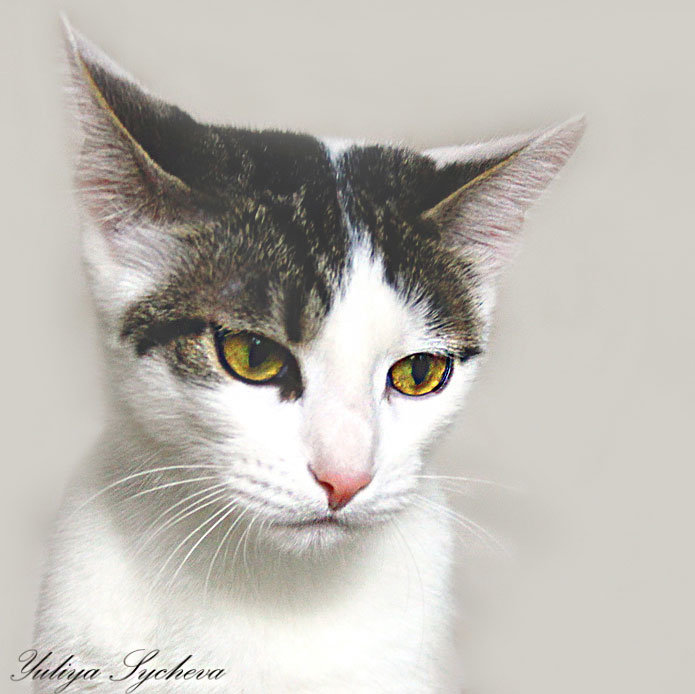 Портрет кошки из приюта - ЮЛИЯ 