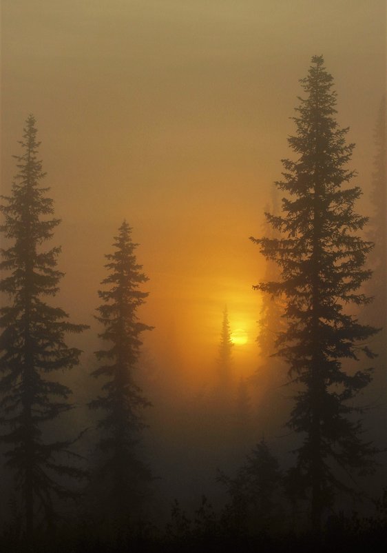Восход солнца в тумане - Сергей Чиняев 