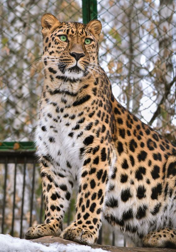 Дальневосточный леопард - cfysx 
