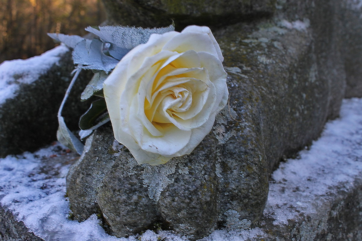 Цветок любви с улыбкой Розы..... - Tatiana Markova