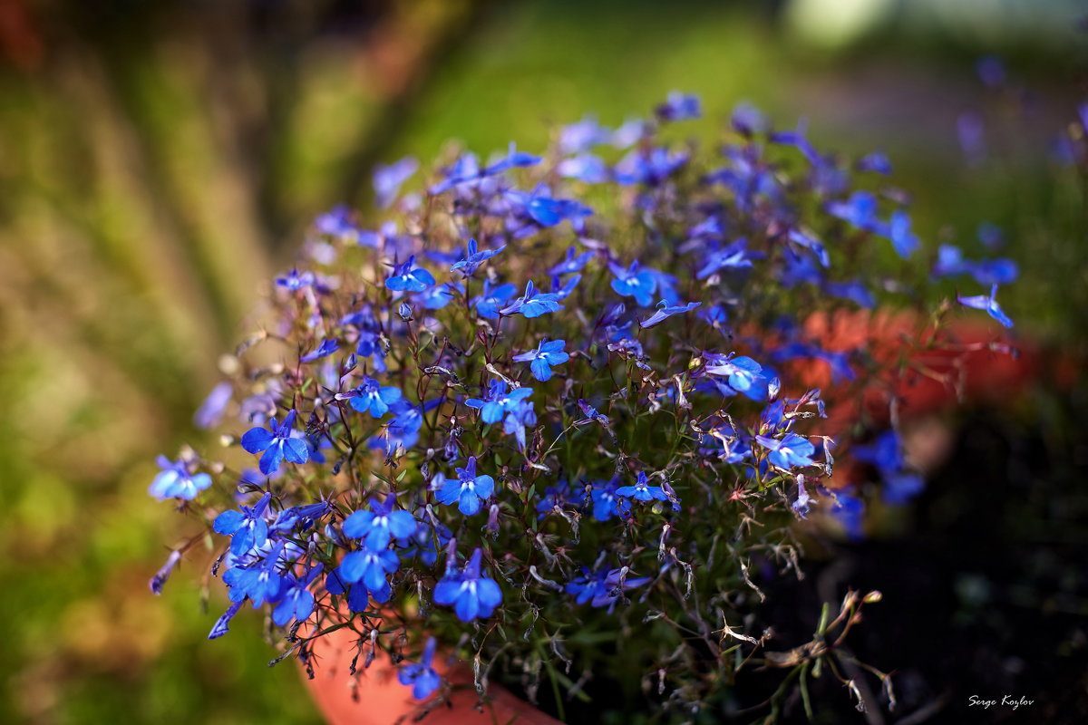 Голубые цветы - Сергей Козлов