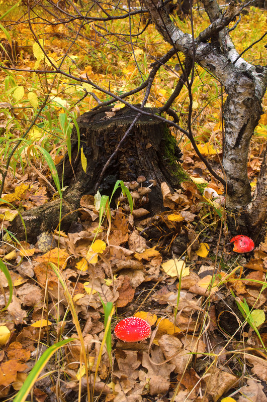 Мухоморы, осенний лес, грибы, пенек, золотая осень, осенние краски - Алена Булдина