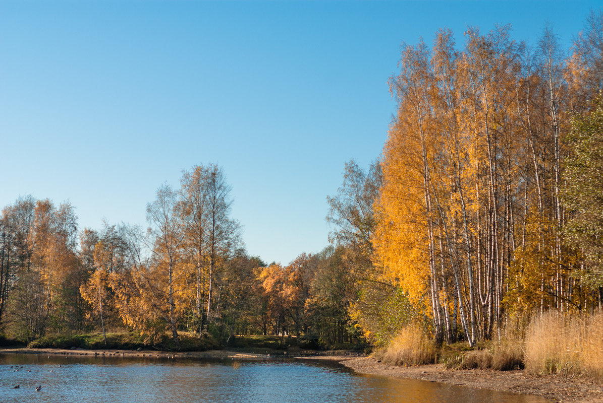 Золотая осень в парке 8 - Виталий 