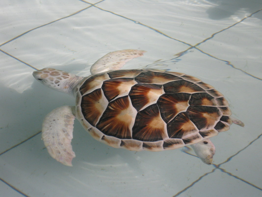 Морская черепаха - Лариса (Phinikia) Двойникова