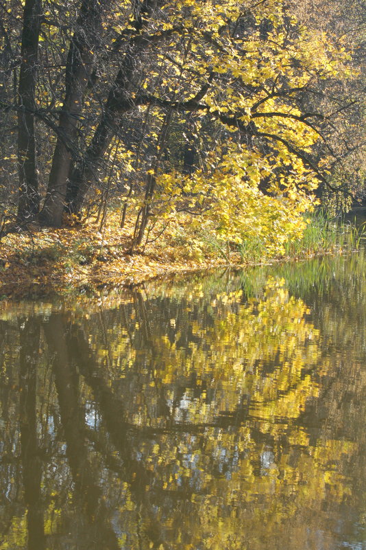 Золотая осень в графском парке - Олег Пучков