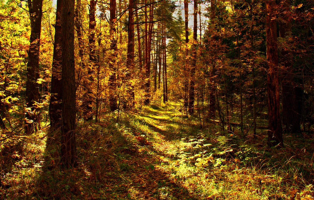 В лесу осеннем - Вячеслав Минаев