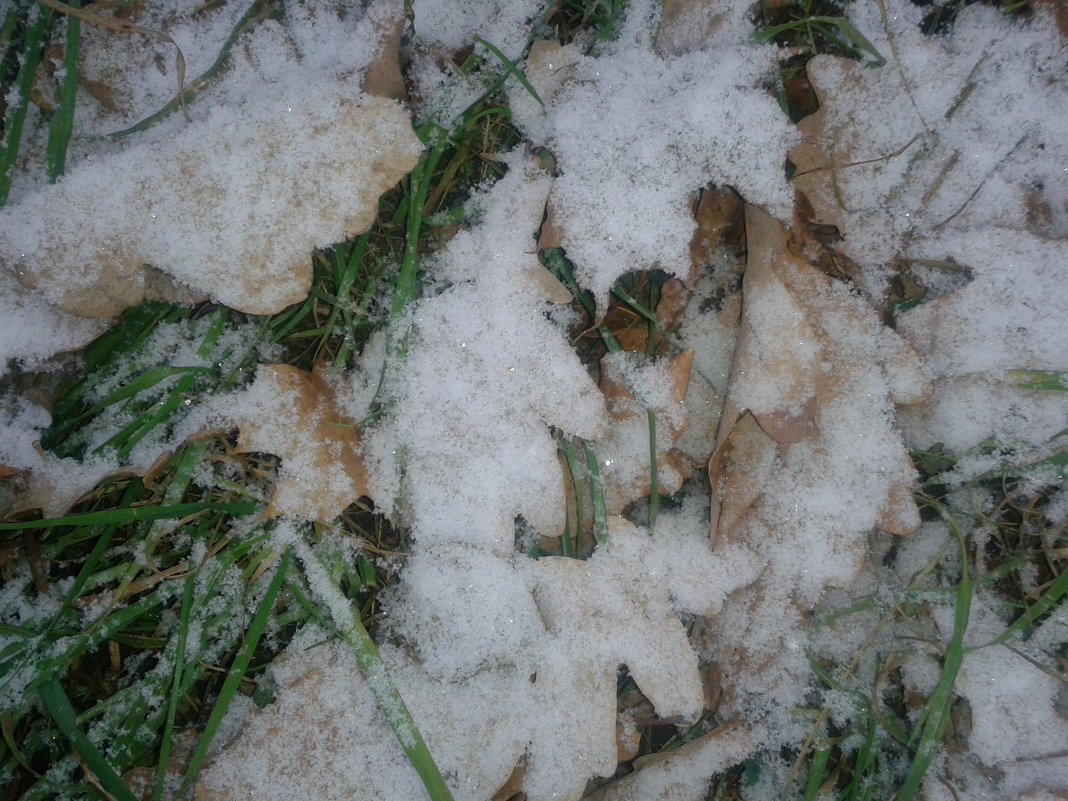 Листья в снегу - Сапсан 