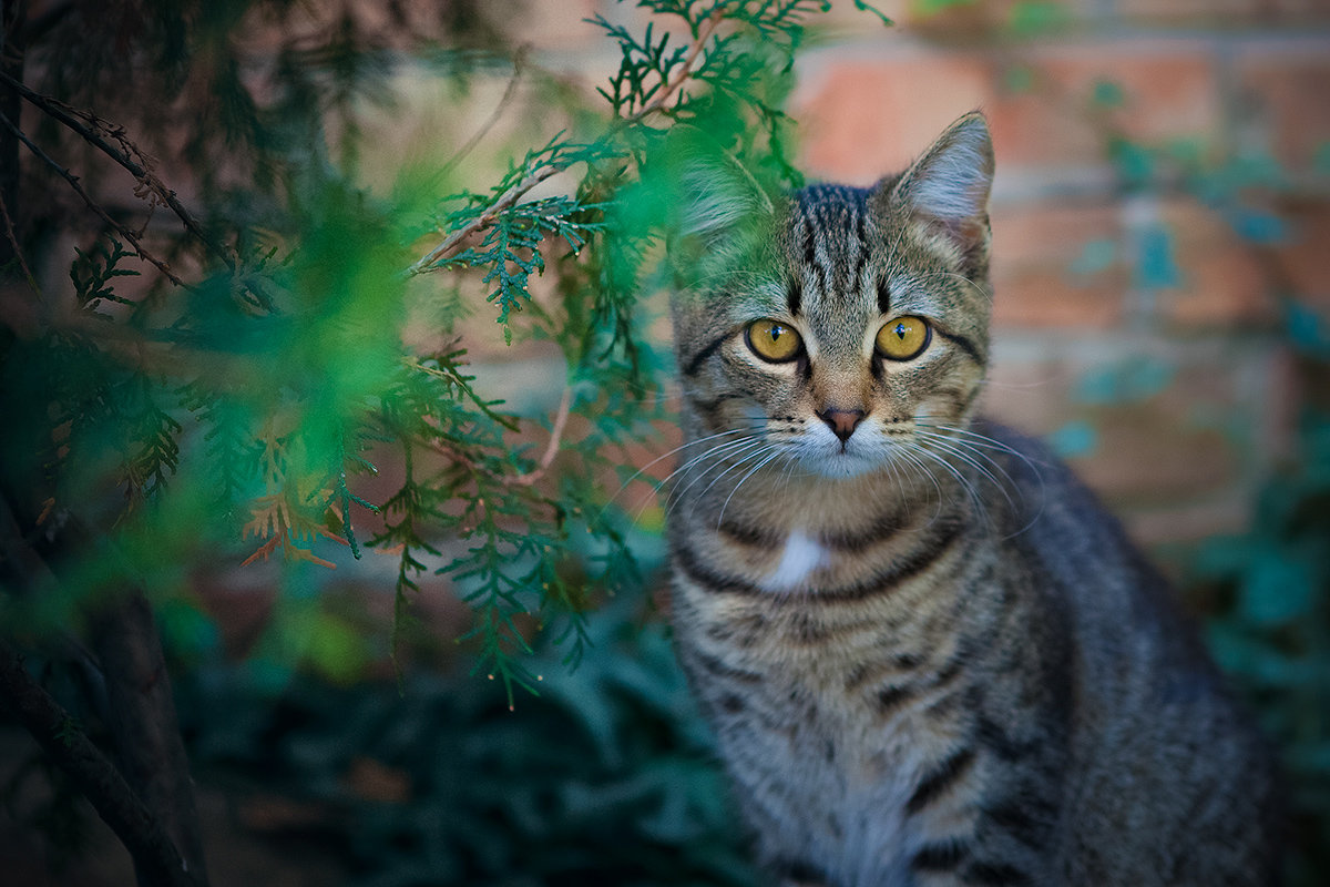 *** - Юрий Коротун