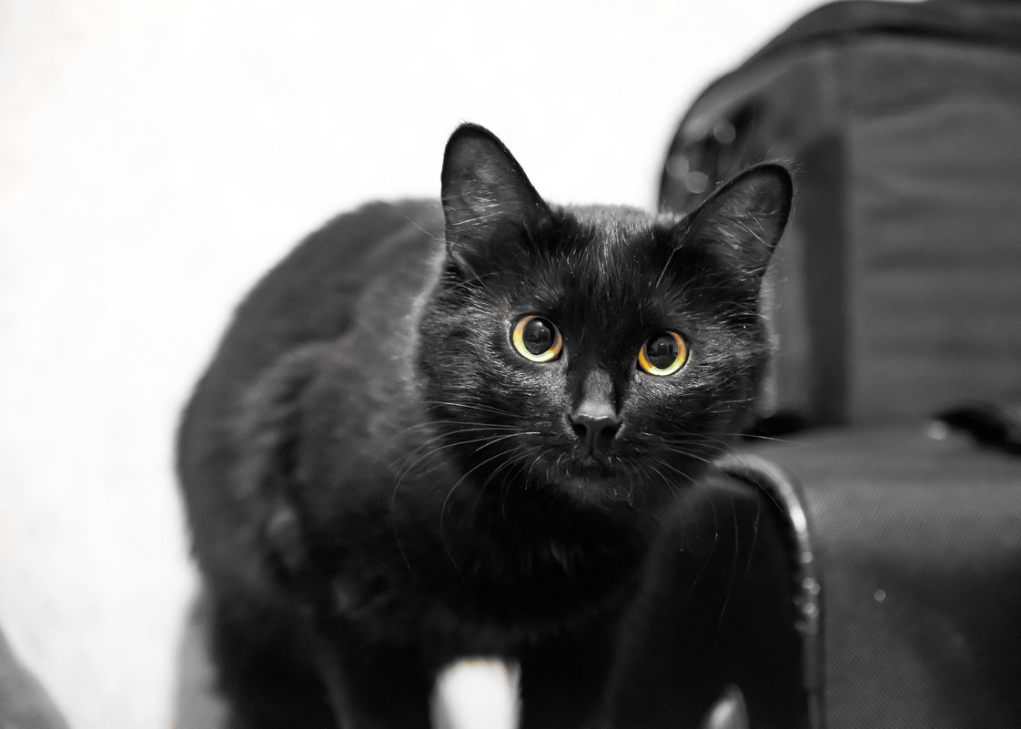 Black cat. - Владимир Лазарев