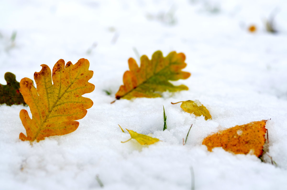 Листья в снегу - Марина Романова