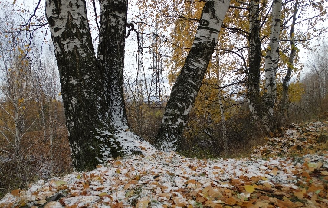 Первый снежок - Валерий Чепкасов
