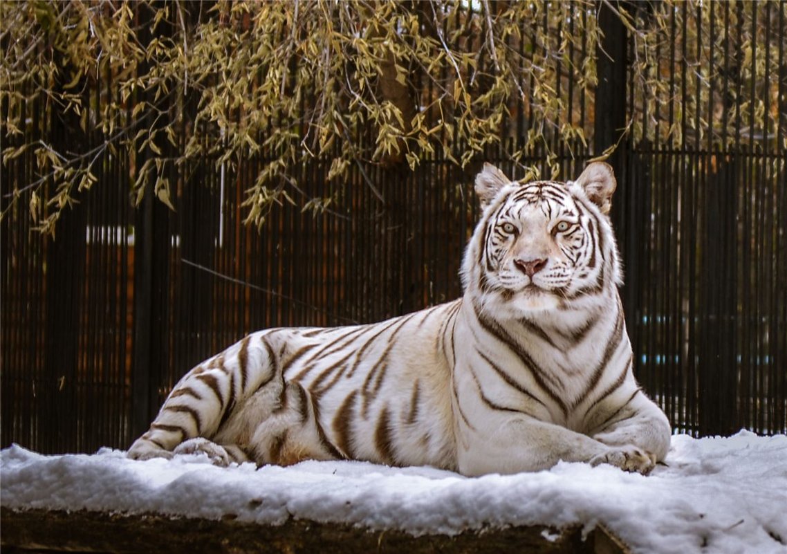Бенгальский белый тигр (самка) - cfysx 