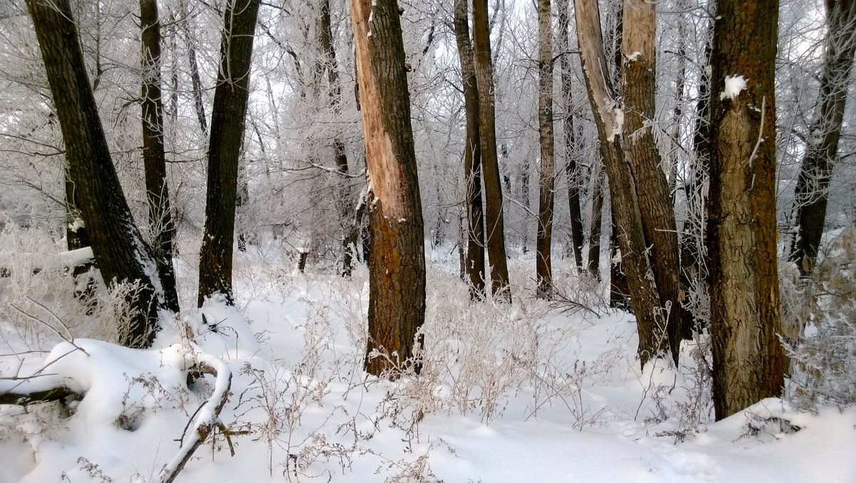 Зимние зарисовки...лес - Евгений Клинков