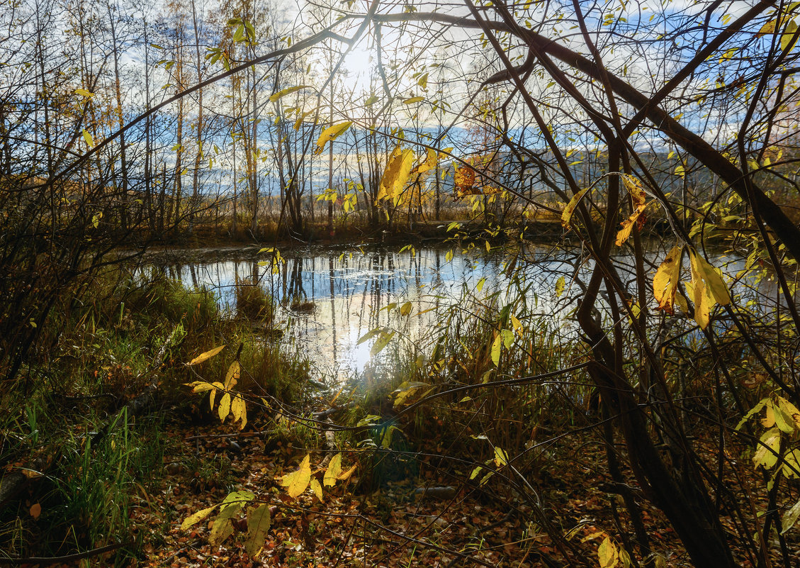 Осенние листья - vladimir Bormotov
