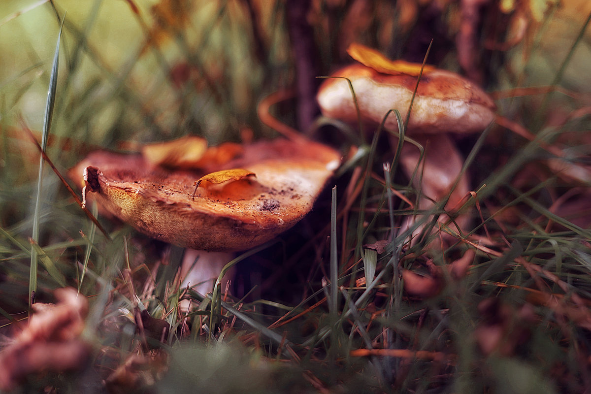 Охота за грибами - Ксения Базарова