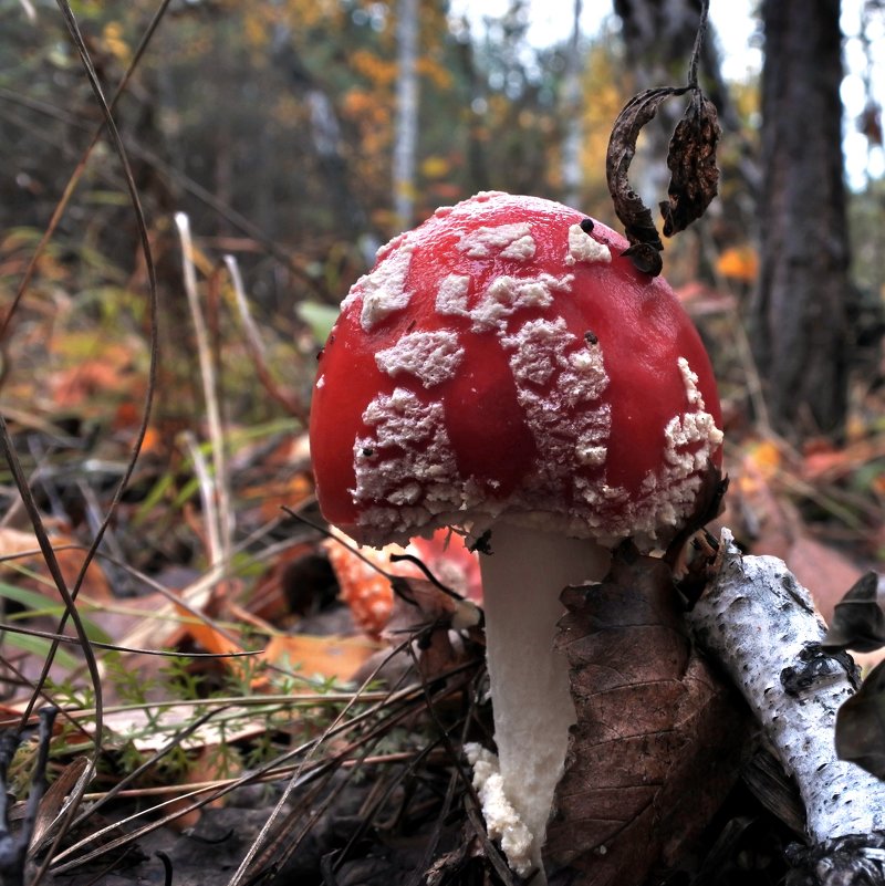 beautiful spotted red mushroom in a forest glade - valery60 
