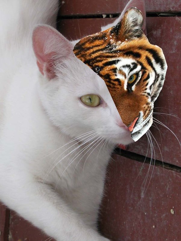 Кошечка-тигрица отмечает Хэллоуин... - Алекс Аро Аро