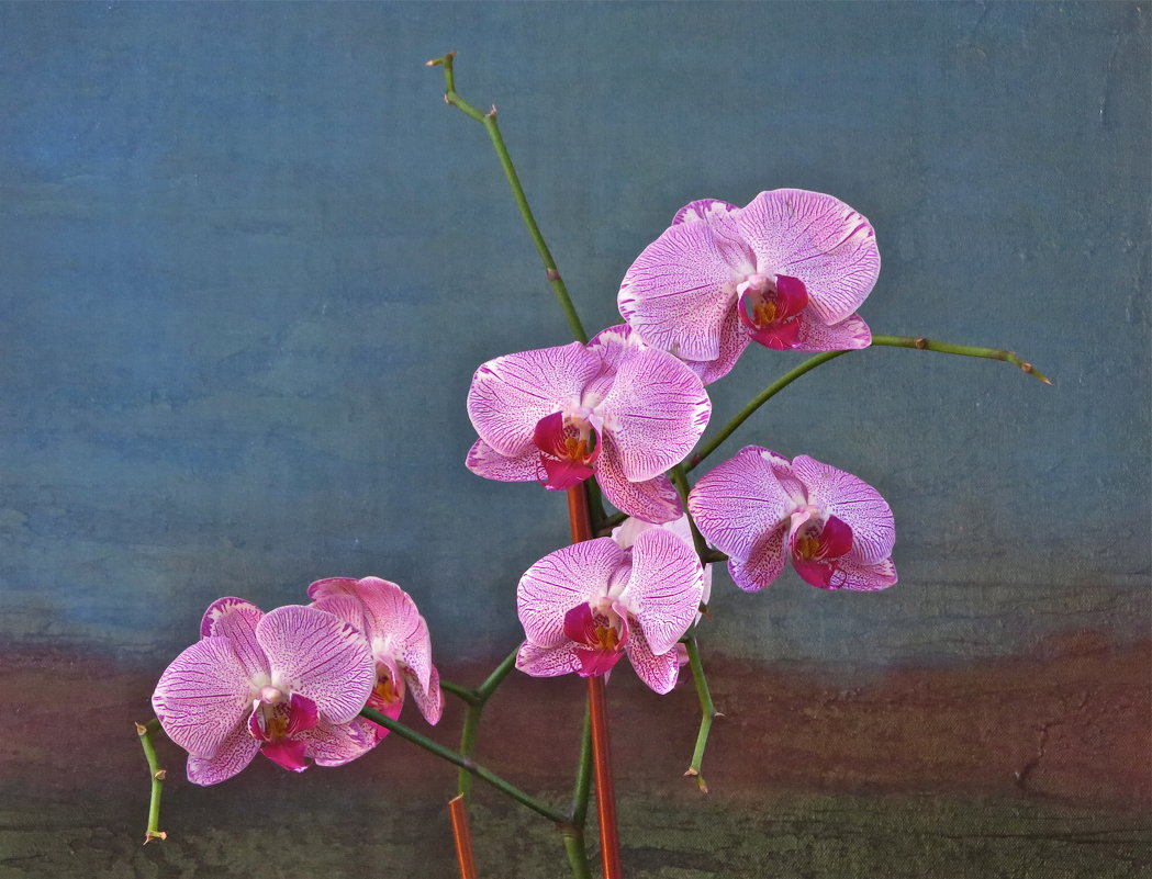 орхидеи - НАТАЛЬЯ 